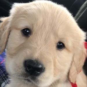 Meet your Posher, Georgette